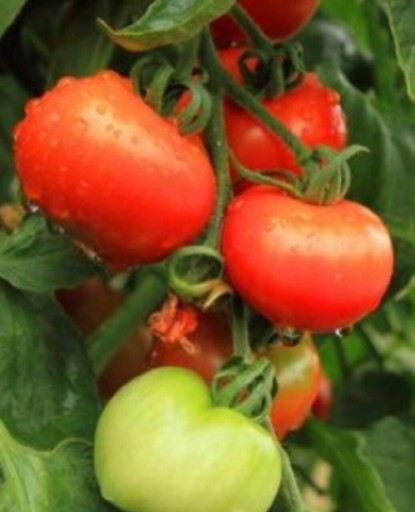 Zdjęcie oferty: Pomidor karłowy Betalux. Sadzonka rozsada.