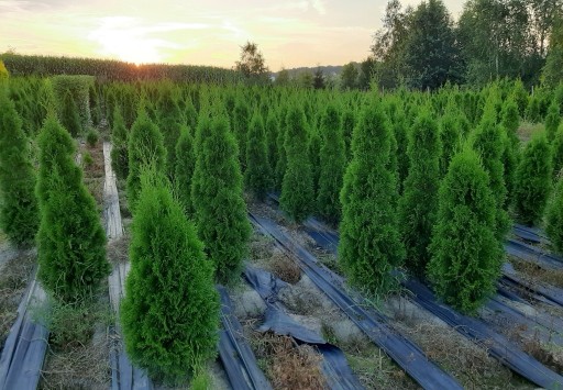 Zdjęcie oferty: Tuja szmaragd thuja smaragd 190cm z gruntu okazja