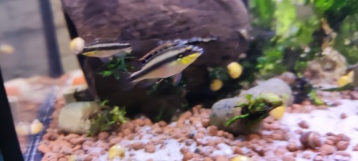 Zdjęcie oferty: Pelvicachromis pulcher Nigeria Red F1 