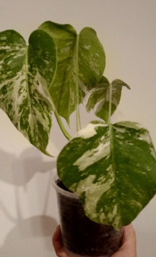 Zdjęcie oferty: Monstera variegata