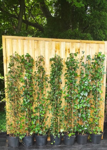 Zdjęcie oferty: Ścianka z Bluszczu Hedera Helix 180cm x 180cm