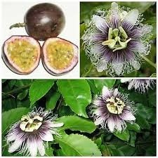 Zdjęcie oferty: Passiflora edulis