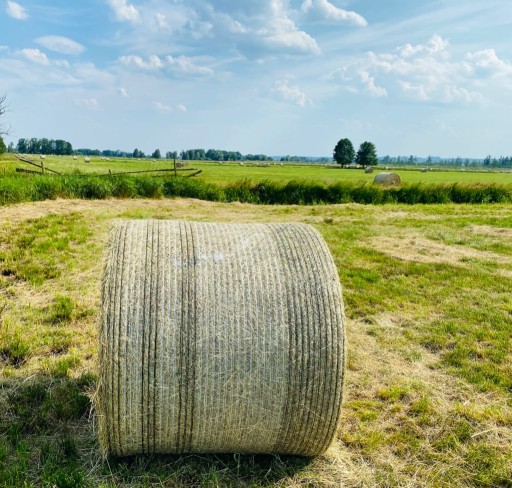 Zdjęcie oferty: Tegoroczne siano czerwcowe