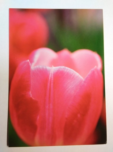 Zdjęcie oferty: Kwiaty rośliny seria Reader's Digest tulipany