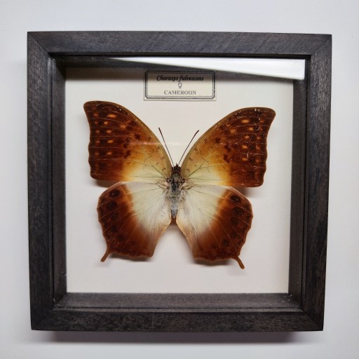Zdjęcie oferty: Motyl w gablotce Charaxes fulvescens