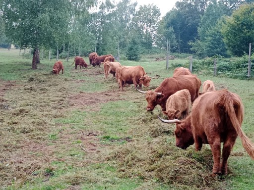 Zdjęcie oferty: Szkocka Górska