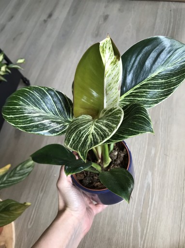 Zdjęcie oferty: Philodendron Birkin filodendron white measure