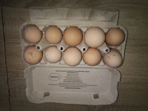 Zdjęcie oferty: Jajka od kur z wolnego wybiegu 