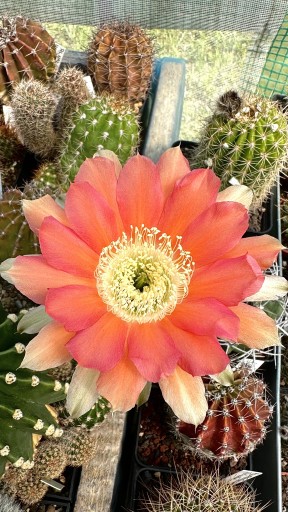 Zdjęcie oferty: kaktus echinopsis hybryd ESP2011.48
