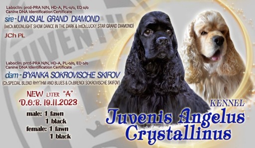 Zdjęcie oferty: Amerykański Cocker Spaniel