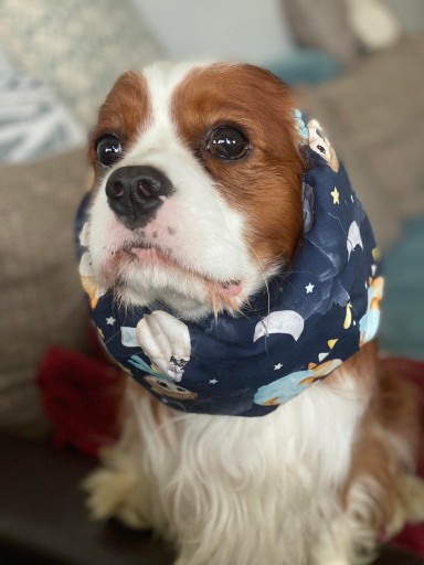 Zdjęcie oferty: Snood MAŁY KSIĄŻE Cavalier Hug me