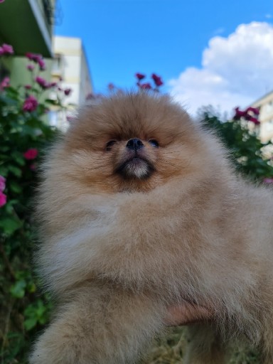 Zdjęcie oferty: Piesek Szpic Miniaturowy Pomeranian 