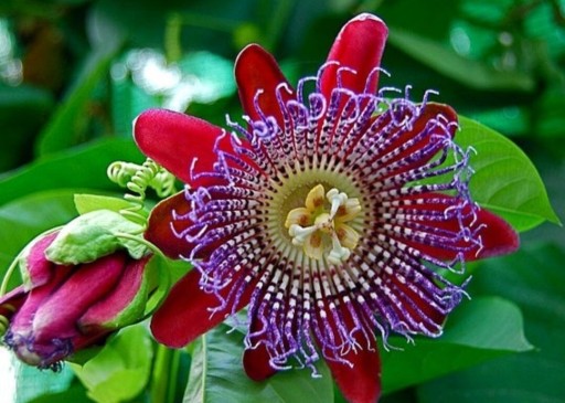 Zdjęcie oferty: Passiflora  4 odmiany