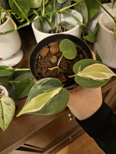 Zdjęcie oferty: Filodendron cream splash