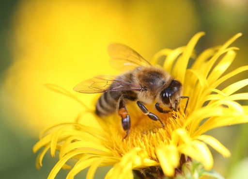 Zdjęcie oferty: Matki pszczele od reproduktorek