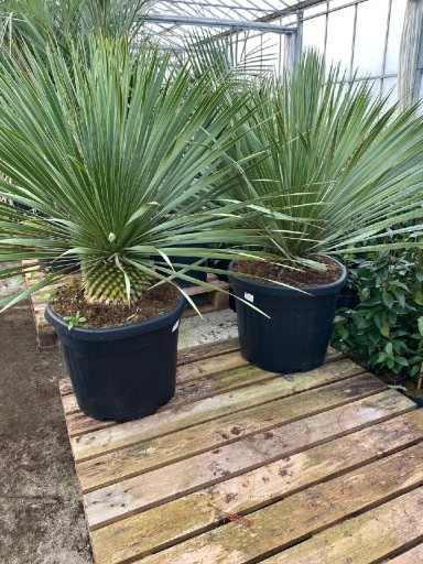 Zdjęcie oferty: Yucca rostrata jukka doniczka 35litrów