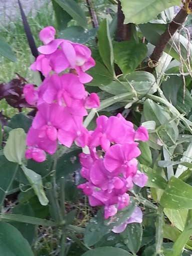 Zdjęcie oferty: Groszek szerokolistny Lathyrus latifolius 15 n/23