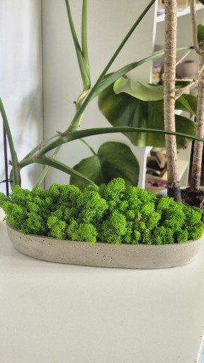 Zdjęcie oferty: Betonowa doniczka  z chrobotkiem reniferowym 