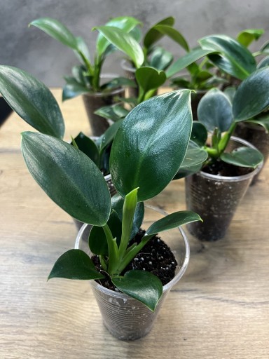 Zdjęcie oferty: Filodendron Philodendron Green Princess