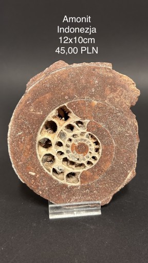Zdjęcie oferty: Skamieniałość: amonit, Indonezja