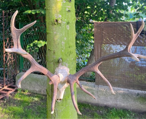 Zdjęcie oferty: Poroże z głową jelenia czternastak ~6kg