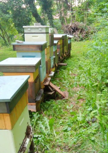 Zdjęcie oferty: Rodziny pszczele, pszczoły, odkłady, roje.