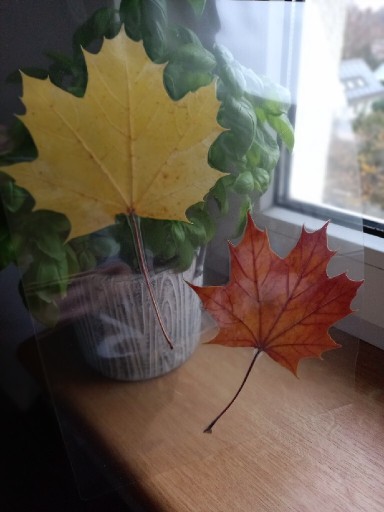 Zdjęcie oferty: Jesienny liść klon zwyczajny ZIELNIK zalaminowany
