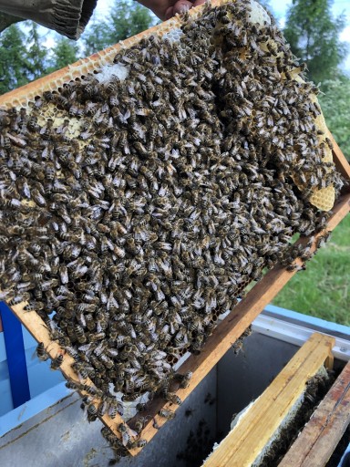 Zdjęcie oferty: Odkłady pszczele 