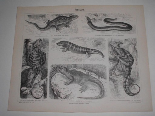 Zdjęcie oferty: Zwierzęta   duże, oryginalne XIX w. grafiki