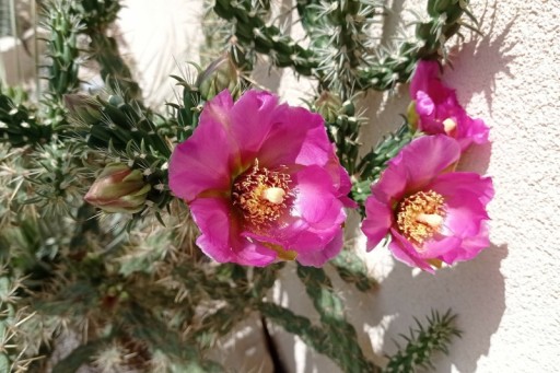 Zdjęcie oferty: Cylindropuntia viridiflora SB 957 człon 3 szt.