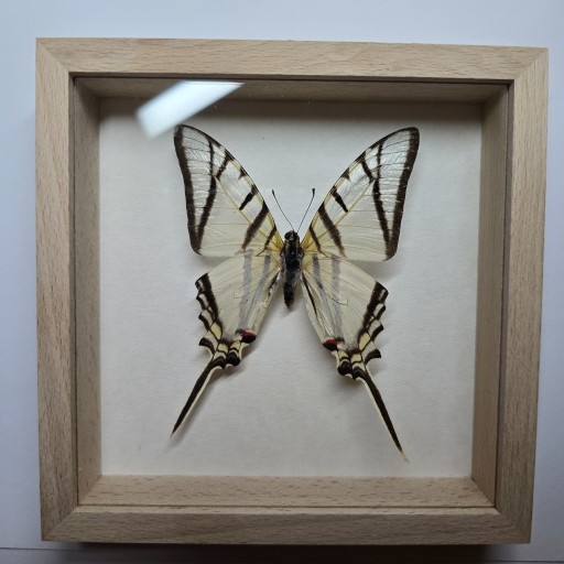 Zdjęcie oferty: Motyl w gablotce Eurytides Telesilaus