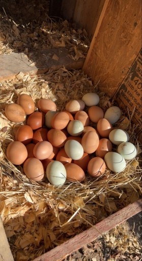 Zdjęcie oferty: Jajka z wolnego wybiegu 