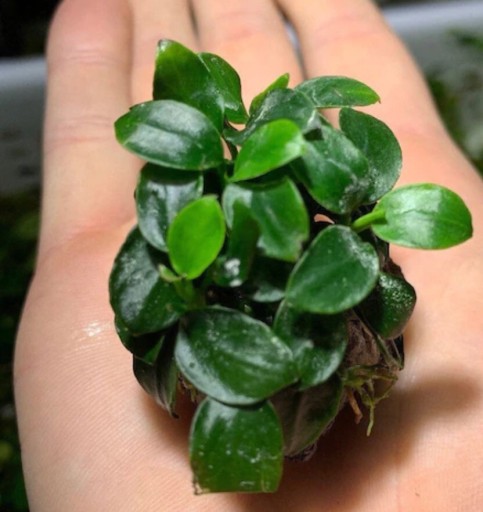 Zdjęcie oferty: Blackweek Anubias malutki gat. bonsai japonia