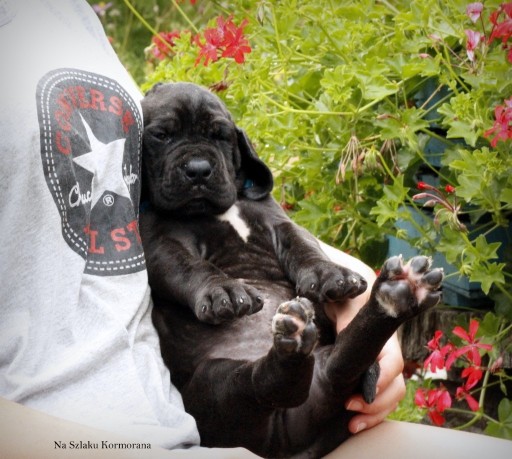 Zdjęcie oferty: Szczeniączki rasy Dog Niemiecki błękitne i czarne