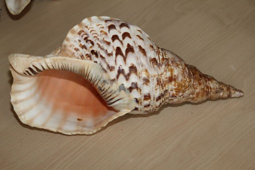 Zdjęcie oferty: Muszla morska Charonia tritonis 35cm XL