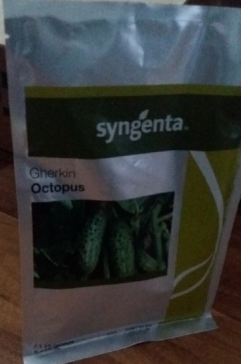 Zdjęcie oferty: Syngenta Octopus 5000 nasion ogórków