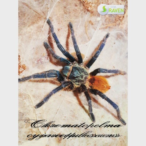 Zdjęcie oferty: Chromatopelma cyaneopubescens SUPER NA POCZĄTEK 