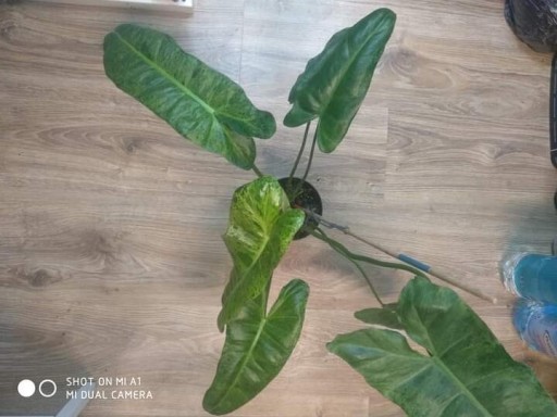 Zdjęcie oferty: Philodendron paraiso verde