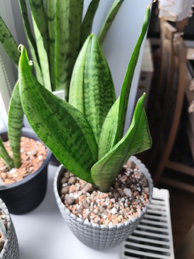 Zdjęcie oferty: Sansevieria Moonshine Mutation 