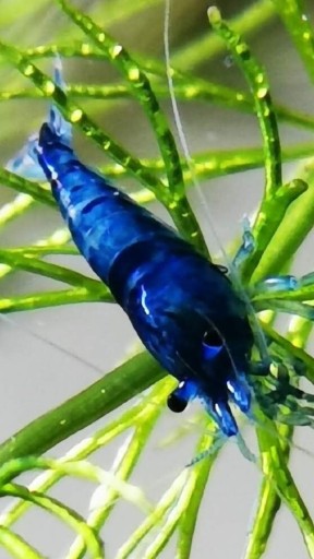 Zdjęcie oferty: Krewetki neocaridina blue velvet 10 sztuk 