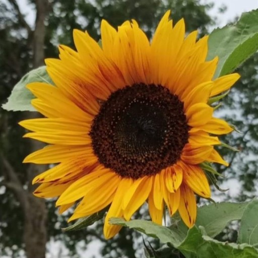 Zdjęcie oferty: Kwiat słonecznika