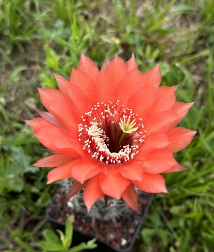 Zdjęcie oferty: kaktus echinopsis hybryd AG3810