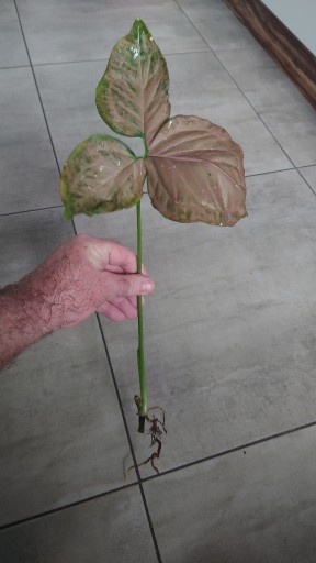 Zdjęcie oferty: Syngonium Orm Nak