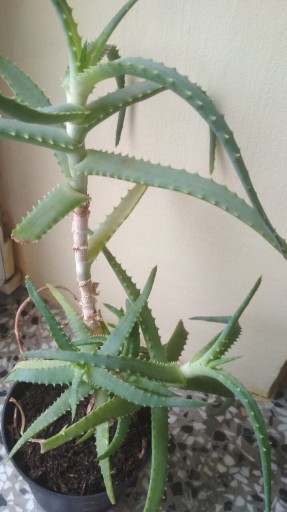 Zdjęcie oferty: Aloes kwiatek wysokość ok 20 cm