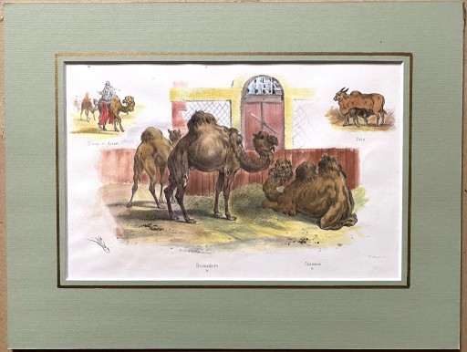 Zdjęcie oferty: Litografia 1860 ręcznie kolorowana zwierzęta zoo