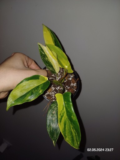 Zdjęcie oferty: Philodendron florida beauty 