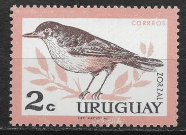 Zdjęcie oferty: Urugwaj drozd