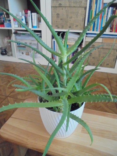 Zdjęcie oferty: Aloes - roslina doniczkowa