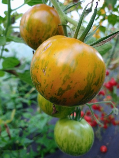 Zdjęcie oferty: Pomidor Green Zebra Nasiona
