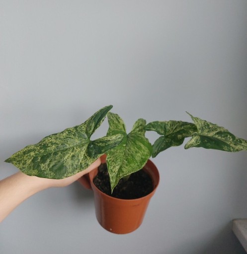 Zdjęcie oferty: Syngonium mottled Mohito variegated